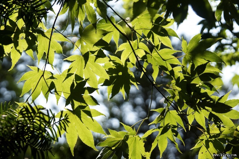 绿色的枫叶图片大全