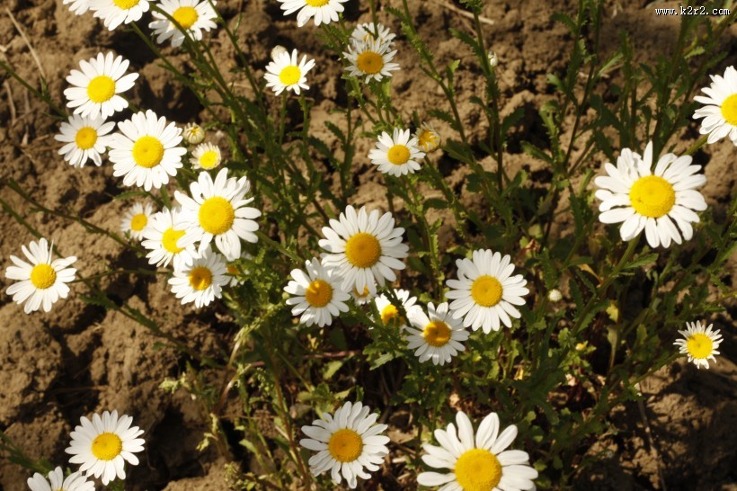 一大片雏菊图片