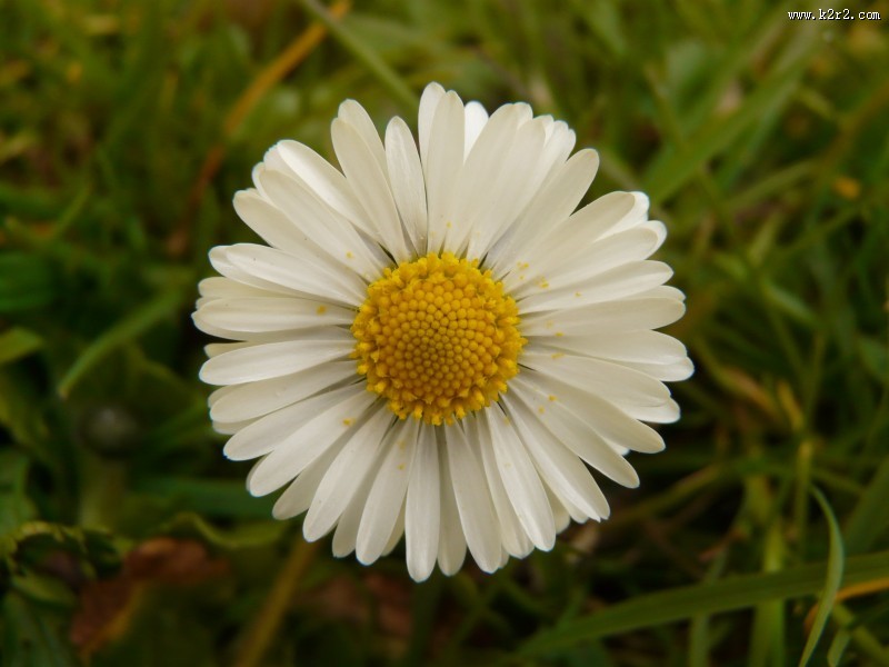 雏菊高清图片