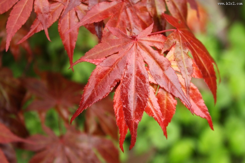 火红的枫叶图片