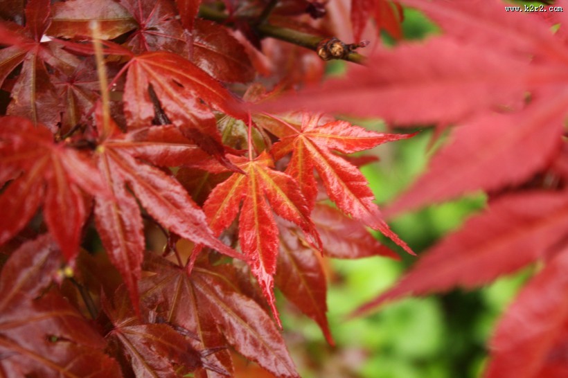 火红的枫叶图片