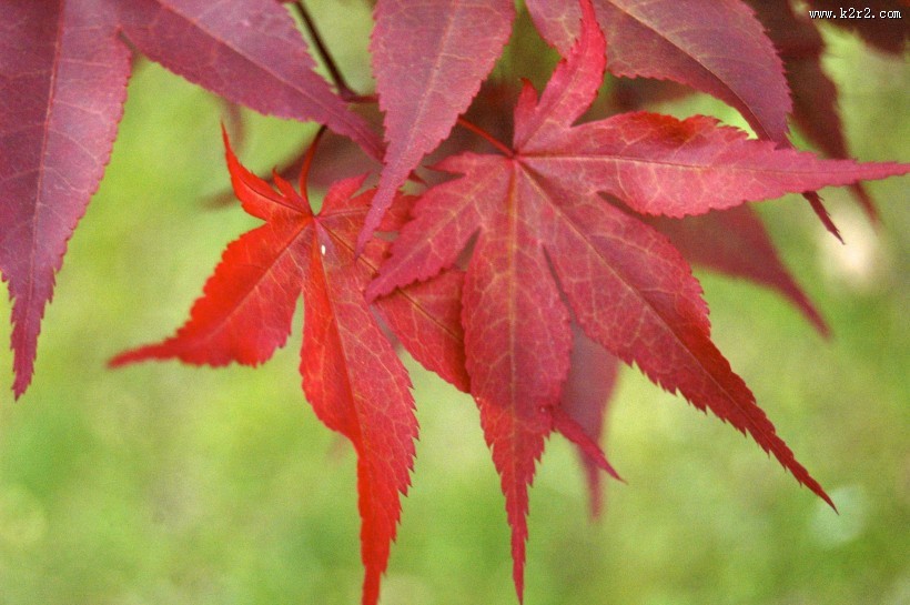 火红的枫叶图片