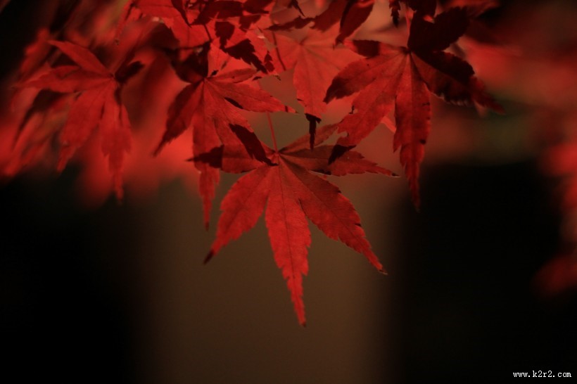 火红的枫叶图片