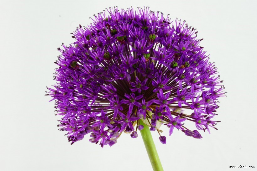 紫色的观赏葱图片