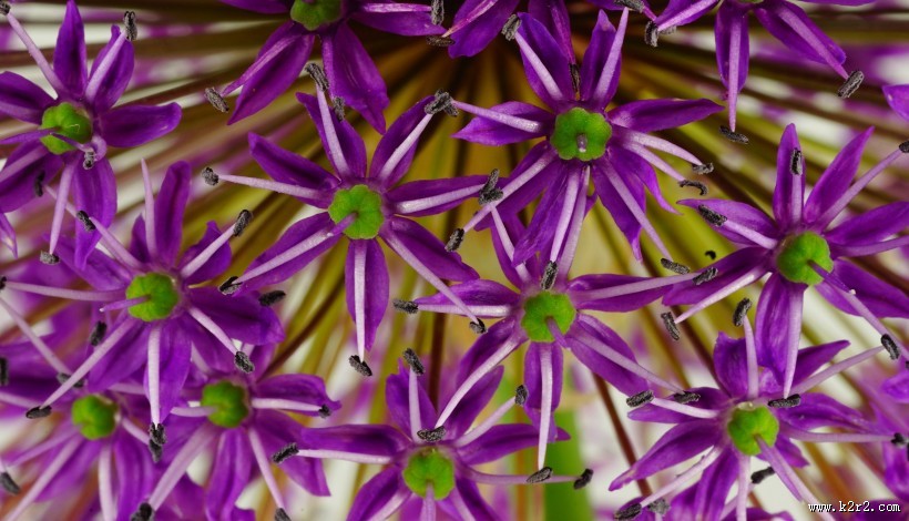 紫色的观赏葱图片