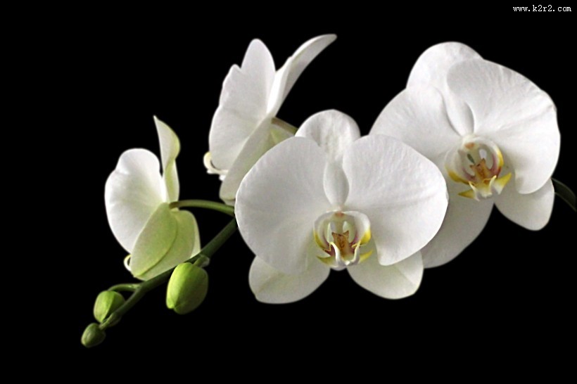 白色的蝴蝶兰图片