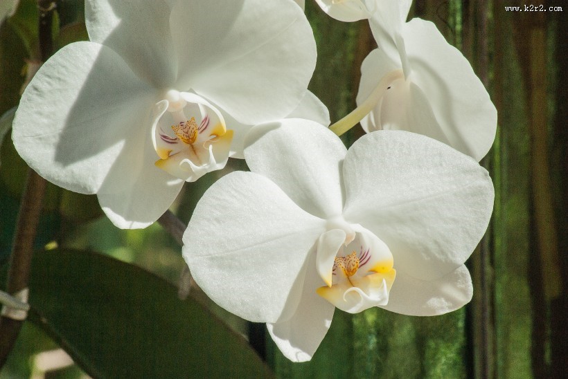 白色的蝴蝶兰图片