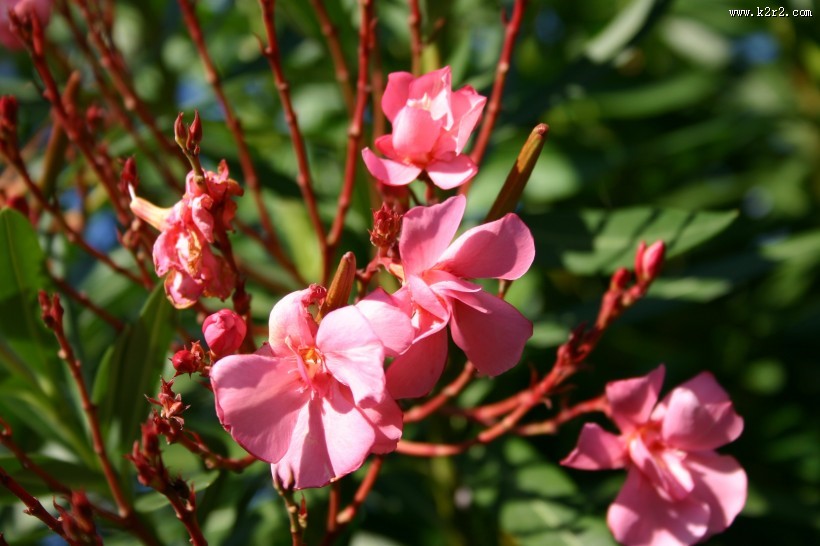 漂亮的红色夹竹桃图片