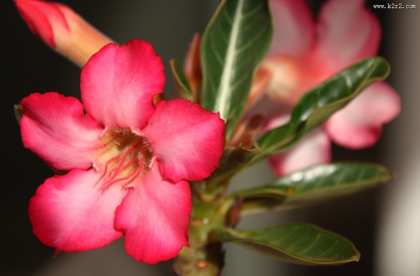 漂亮的红色夹竹桃图片