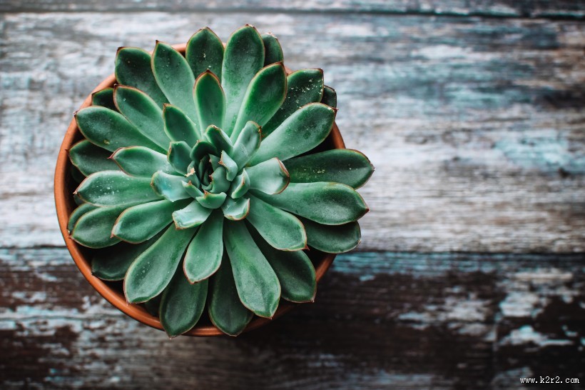 多肉盆栽的图片