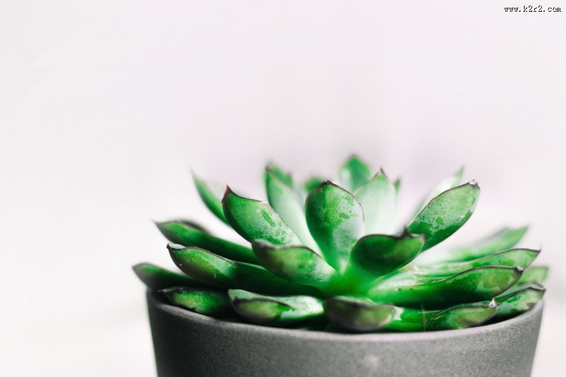 多肉盆栽的图片