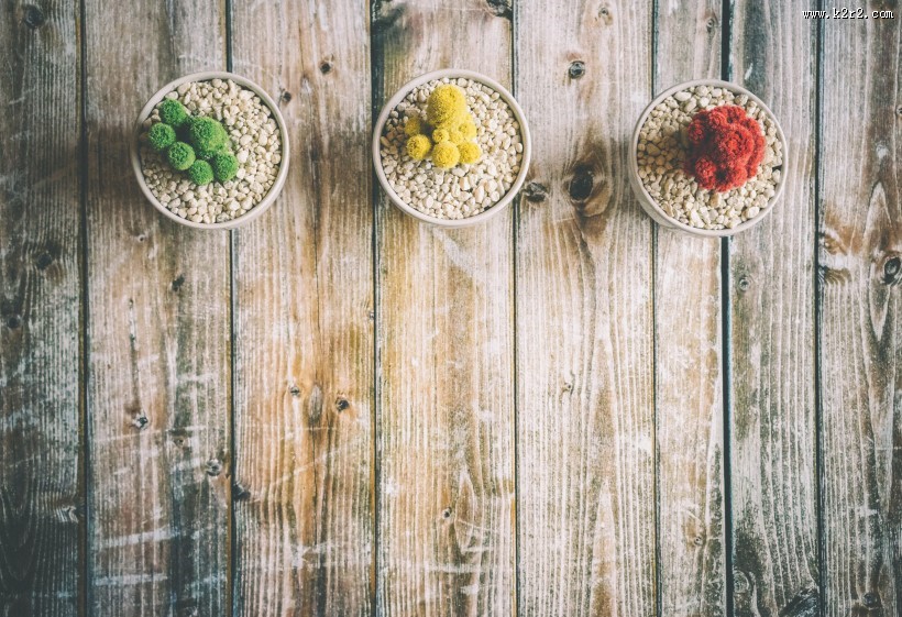 色彩鲜艳的仙人掌盆栽图片