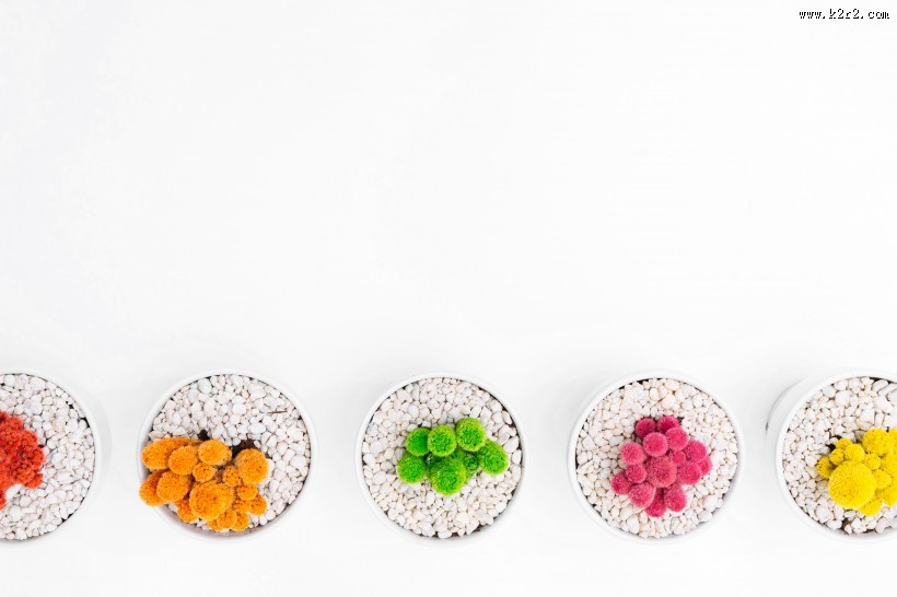 色彩鲜艳的仙人掌盆栽图片