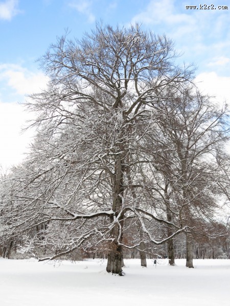 银装素裹的树图片