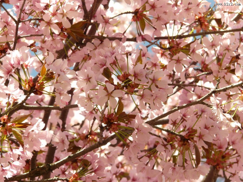 粉红的樱花图片