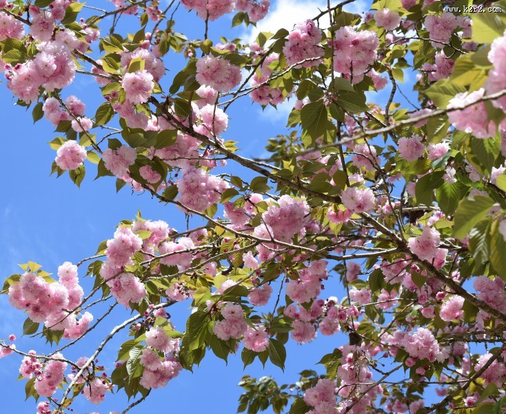 粉红的樱花图片