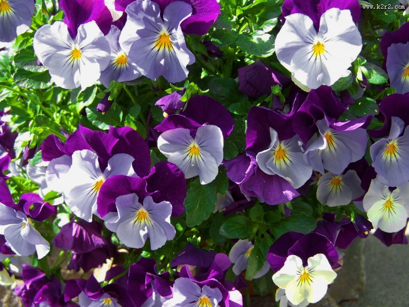 美丽的三色堇图片