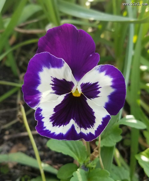 美丽的三色堇图片