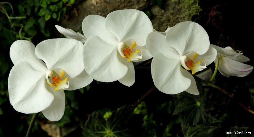 白色的蝴蝶兰图片