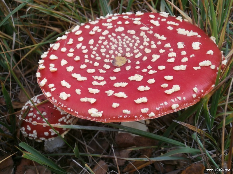 颜色鲜艳的毒蘑菇图片