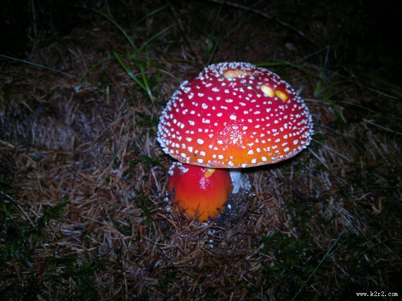 颜色鲜艳的毒蘑菇图片