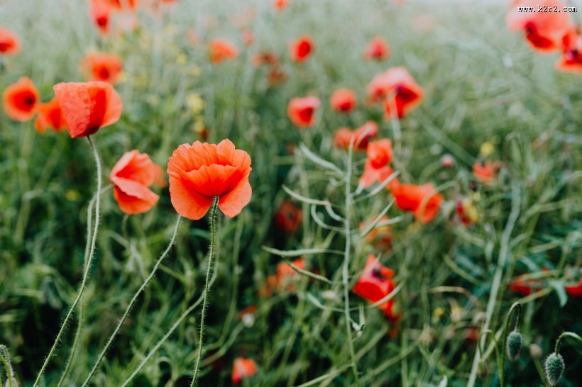 一片鲜红的罂粟花图片