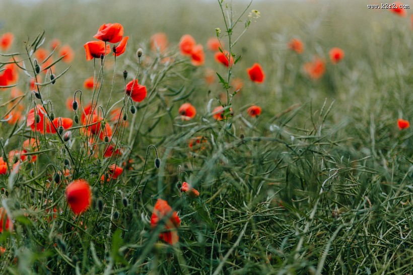 一片鲜红的罂粟花图片
