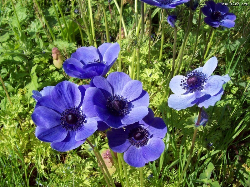 秀美的银莲花图片大全