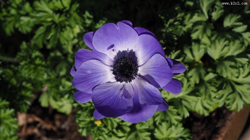 秀美的银莲花图片大全