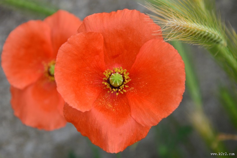 鲜红的罂粟花图片