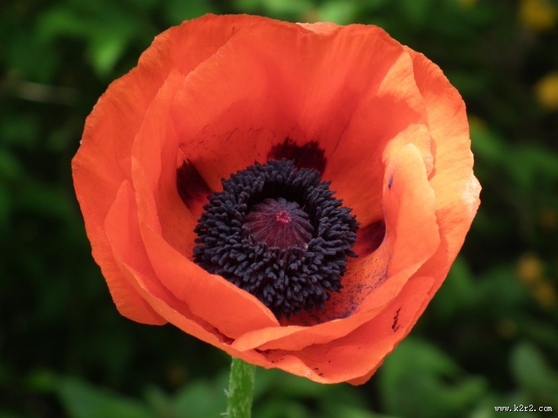 鲜红的罂粟花图片