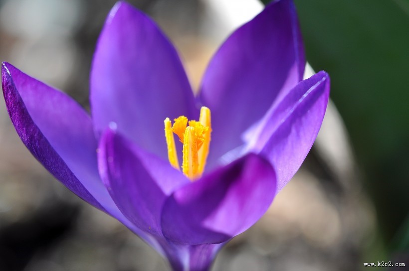 紫色的藏红花图片