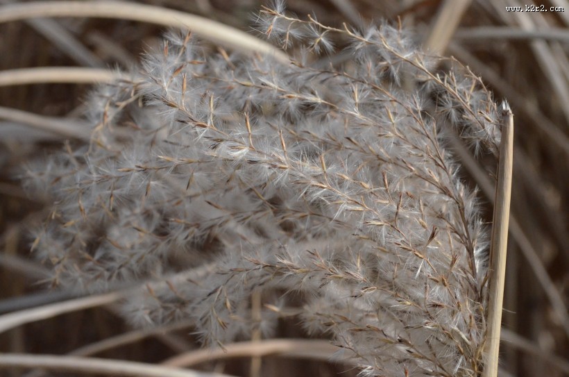 漂亮柔韧的芦苇图片