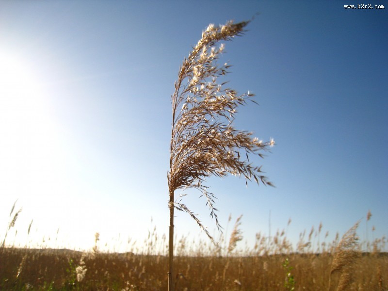 漂亮柔韧的芦苇图片