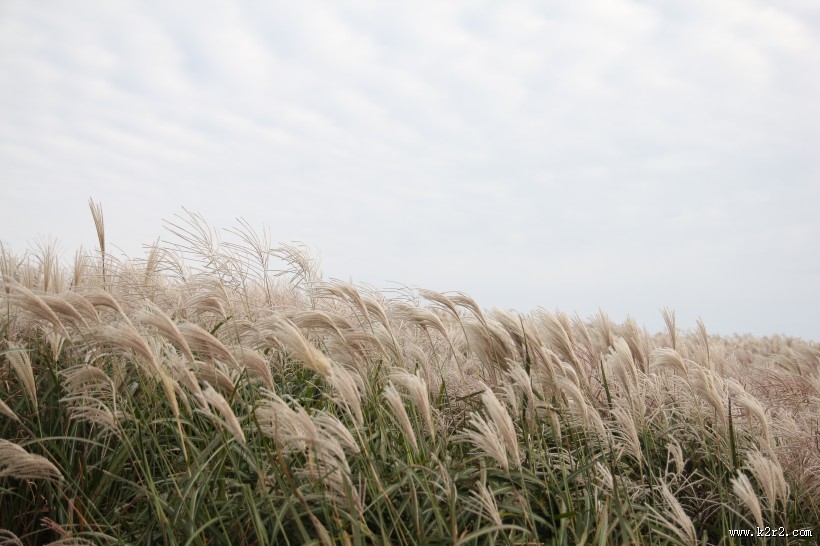 漂亮柔韧的芦苇图片