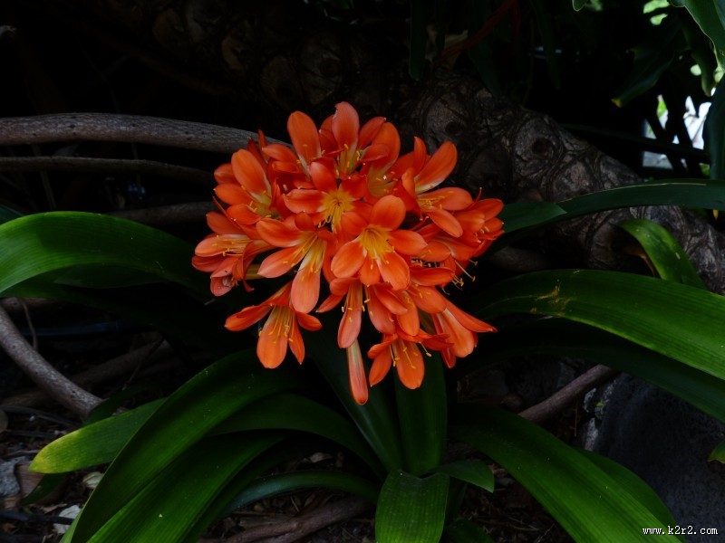 秀美的君子兰图片