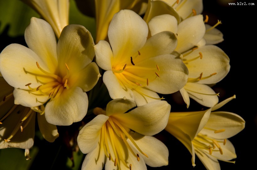 秀美的君子兰图片