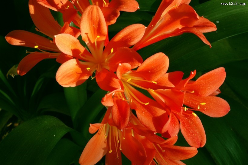 秀美的君子兰图片