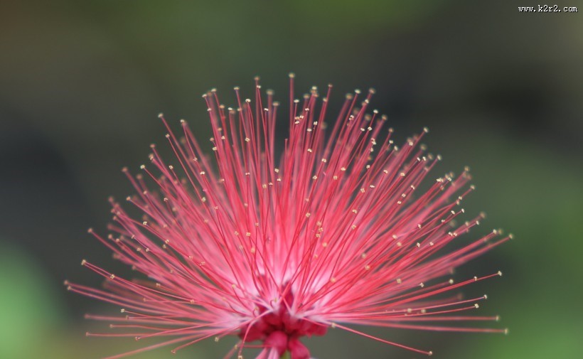 含羞草的花图片