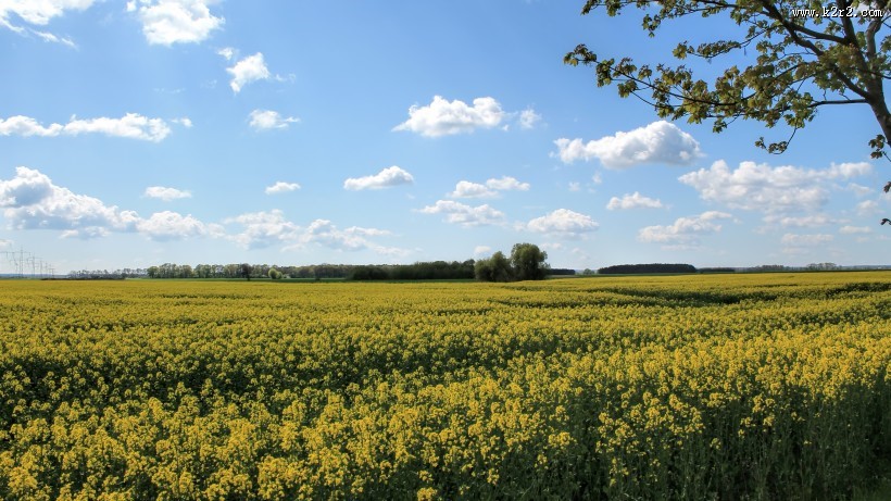 无边的油菜花田图片大全