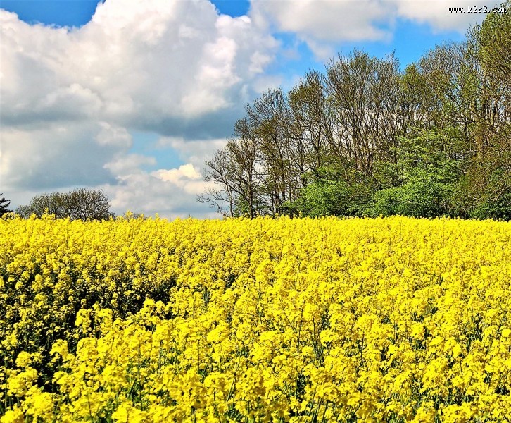 无边的油菜花田图片大全