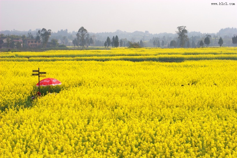 无边的油菜花田图片大全