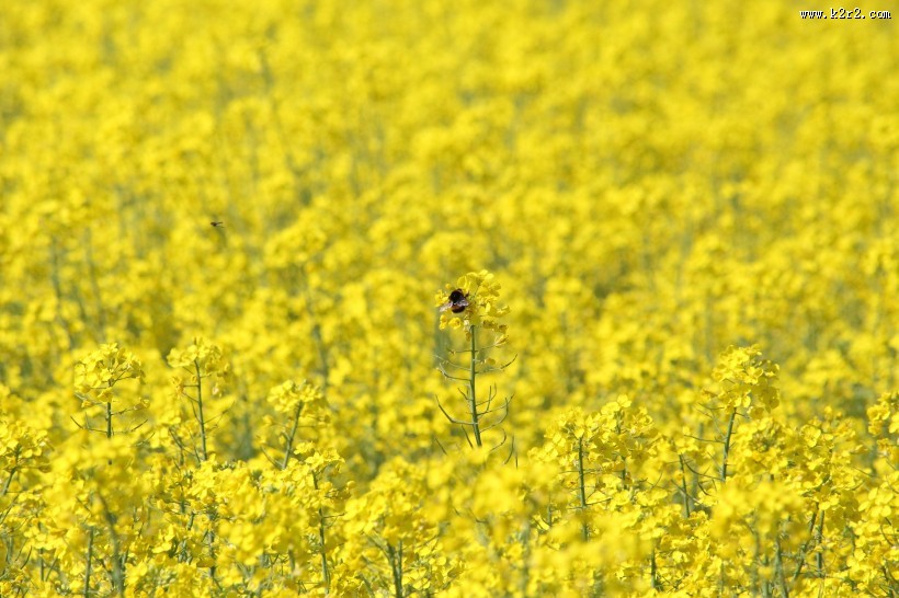 无边的油菜花田图片大全