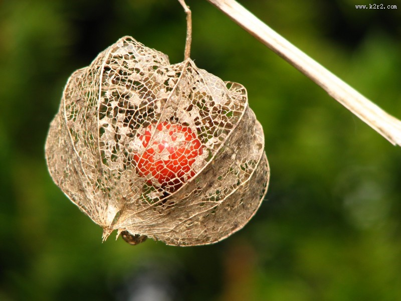营养美味的酸浆图片