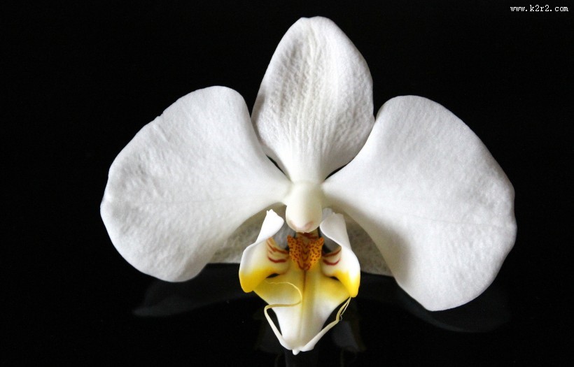 白色的蝴蝶兰图片大全