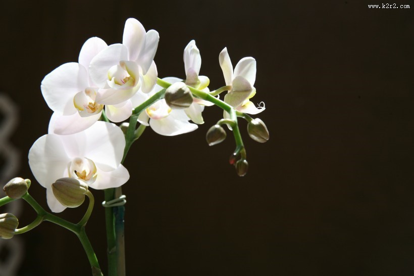 白色的蝴蝶兰图片大全