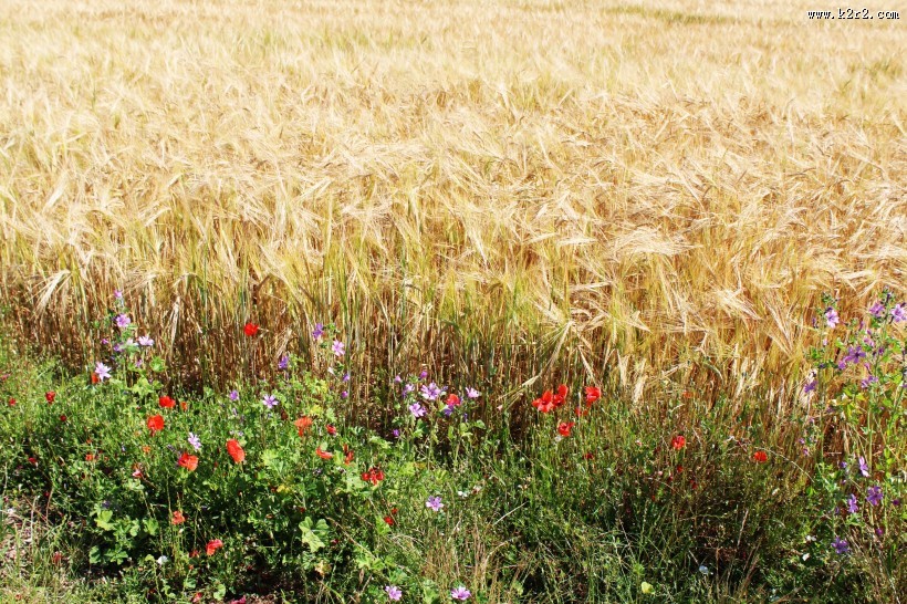 一片金黄的麦田图片大全