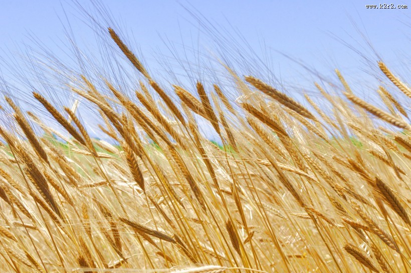 一片金黄的麦田图片大全