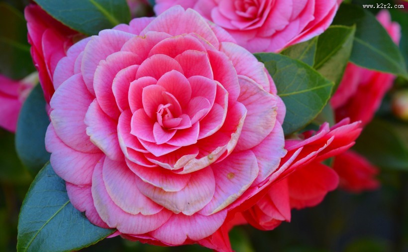 不同颜色的茶花图片