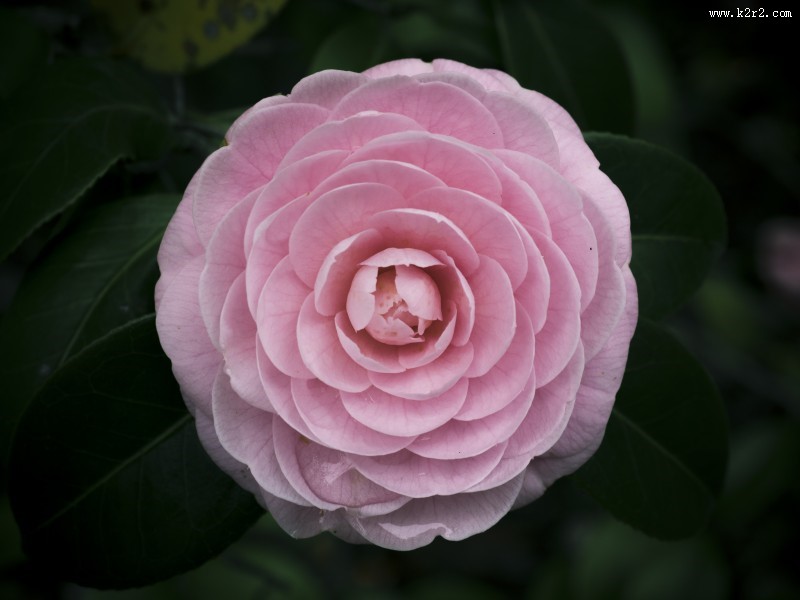 不同颜色的茶花图片